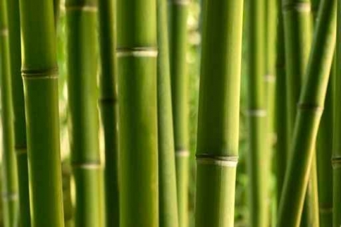 Fototapety NATURA bambusy 10395-big