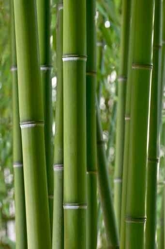 Fototapety NATURA bambusy 10396-big