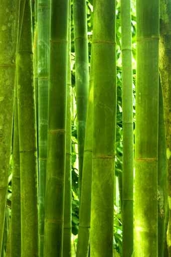 Fototapety NATURA bambusy 10399-big
