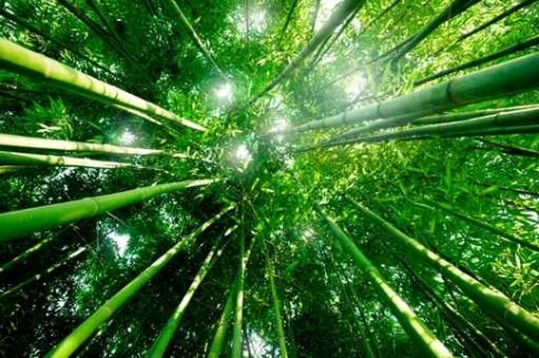 Fototapety NATURA bambusy 10404-big