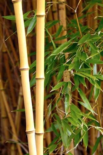 Fototapety NATURA bambusy 10406-big