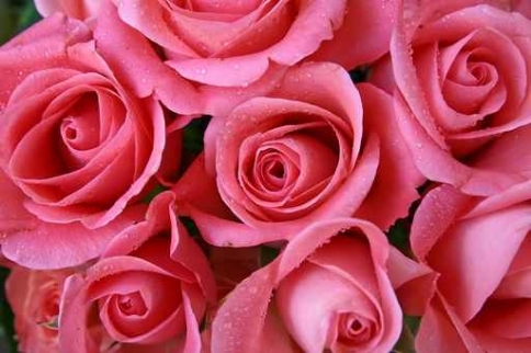 Fototapety KWIATY róż czerwień 2474-big
