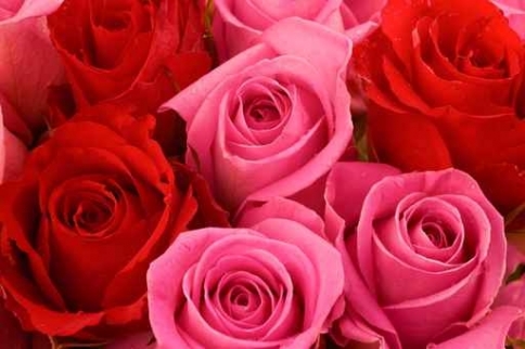 Fototapety KWIATY róż czerwień 2475-big