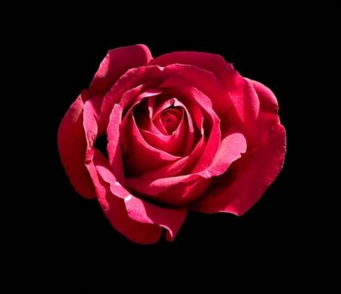 Fototapety KWIATY róż czerwień 2511-big