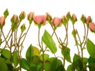 Fototapety KWIATY róż czerwień 2519 mini