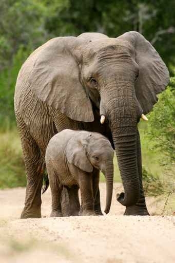 Fototapety ZWIERZĘTA słonie 4240-big
