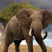 Fototapety ZWIERZĘTA słonie 4241 mini