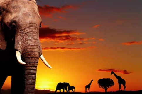Fototapety ZWIERZĘTA słonie 4245-big