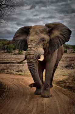 Fototapety ZWIERZĘTA słonie 4248