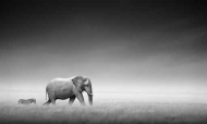 Fototapety ZWIERZĘTA słonie 4250 mini