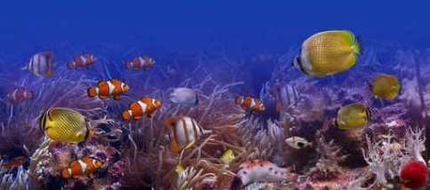 Fototapety ZWIERZĘTA życie pod wodą 4310-big