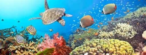 Fototapety ZWIERZĘTA życie pod wodą 4340-big