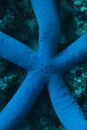 Fototapety ZWIERZĘTA życie pod wodą 4341-big