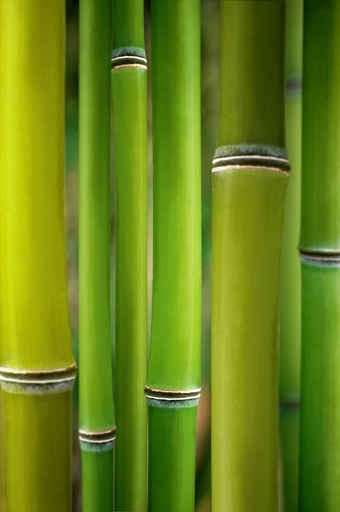 Fototapety NATURA bambusy 6541-big