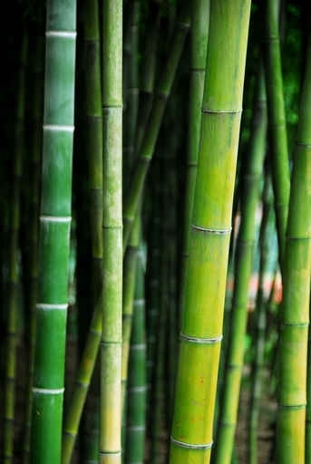 Fototapety NATURA bambusy 6545-big