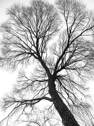Fototapety NATURA drzewa 6557-big