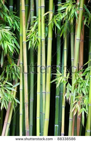 Fototapety NATURA bambusy 8568-big