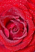 Fototapety KWIATY róż czerwień 8916 mini