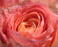Fototapety KWIATY róż czerwień 8918 mini