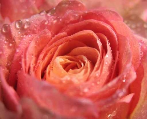 Fototapety KWIATY róż czerwień 8918-big