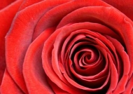 Fototapety KWIATY róż czerwień 8919 mini