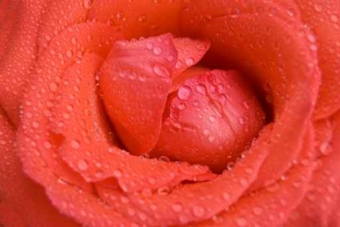 Fototapety KWIATY róż czerwień 8937-big