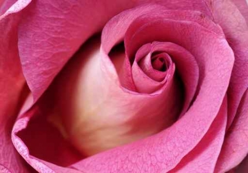 Fototapety KWIATY róż czerwień 8993-big