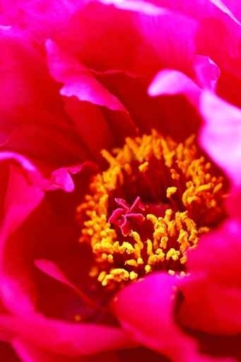 Fototapety KWIATY róż czerwień 9011-big