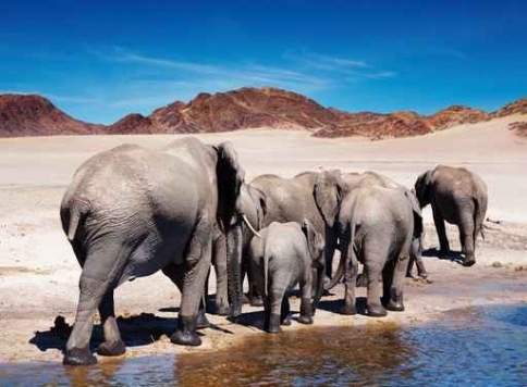 Fototapety ZWIERZĘTA słonie 9966-big