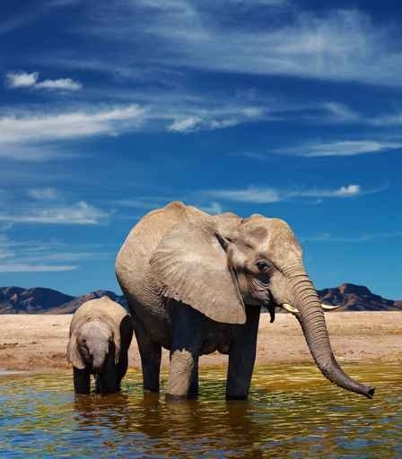 Fototapety ZWIERZĘTA słonie 9967-big