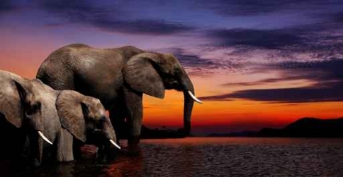 Fototapety ZWIERZĘTA słonie 9968-big