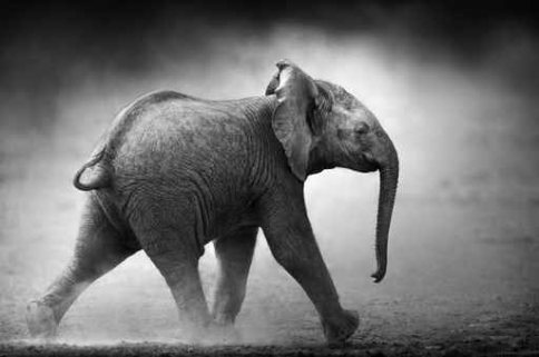 Fototapety ZWIERZĘTA słonie 9971-big